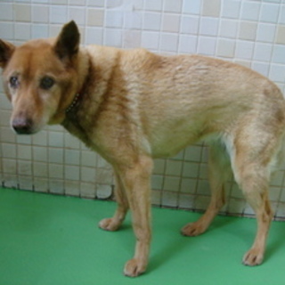 里親様募集致します！