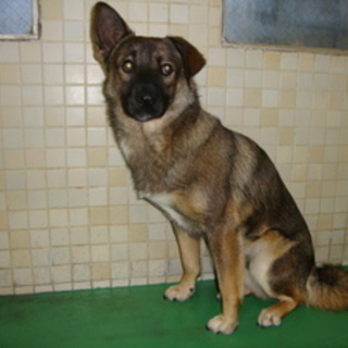 里親様を募集致します！