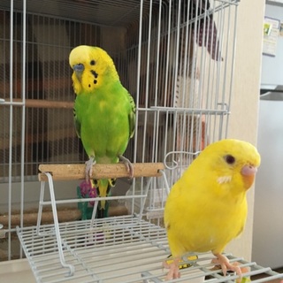 里親さん決まりました♪