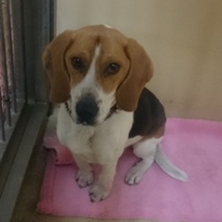 里親様を募集致します！