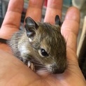  交渉中につき、一旦募集停止します！