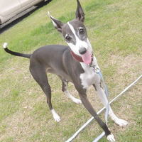 香音（カノン）