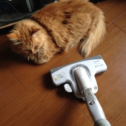 退かへんで～^._.^