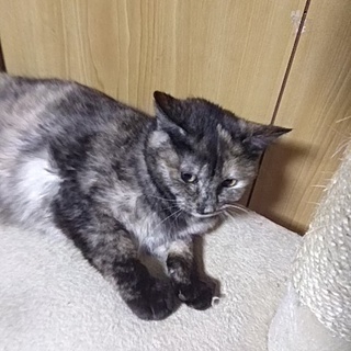 福島原発の放射能汚染された子猫です。