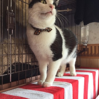 有難うございました