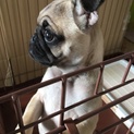 パグ♂