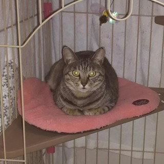 静かな猫ちゃん