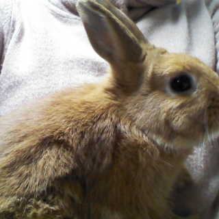 新しいご家族に迎えて頂きました