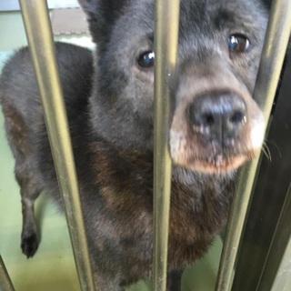 可愛い目のシニアくんを家族に迎えてください