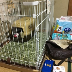 モルモルお迎え準備2