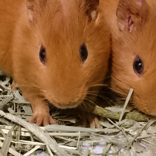 保護モルモット