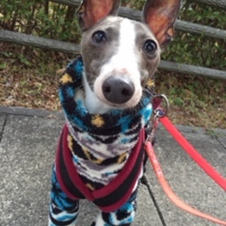 ヤンチャ坊主のフーガです