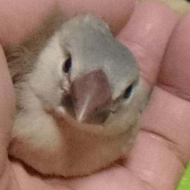 文9520のカバー写真