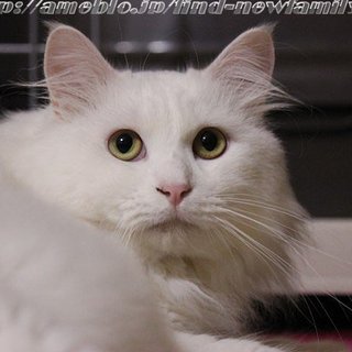 真っ白なペルシャMIXの甘えん坊、被災猫のロロくん