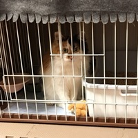 つばき
