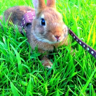 ネザーランドドワーフの可愛い女の子