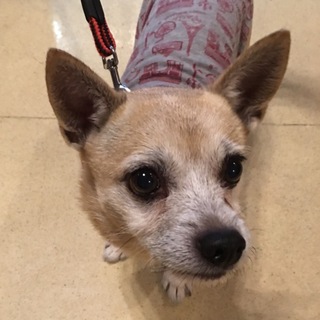 チワワ系リク君