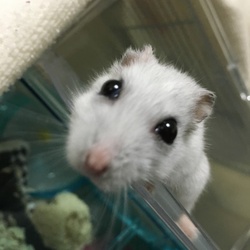 おばあちゃん