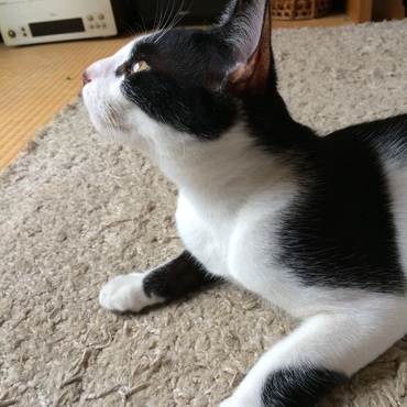 雀大好き