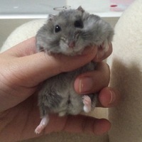 きな子ちゃん