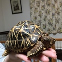 インドホシガメ譲ります。