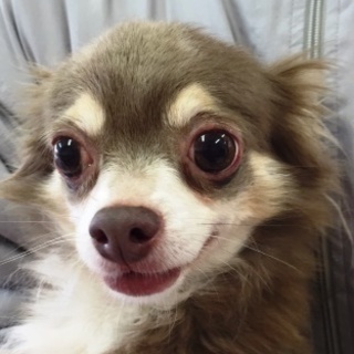 チワワの成犬