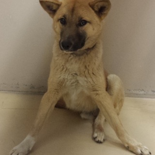 里親決定☆SOS期限が迫っています！