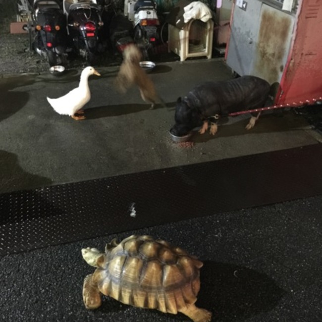 senshuopgのカバー写真