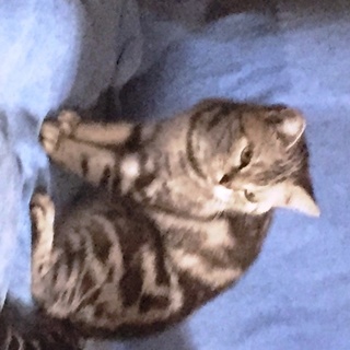 シルバーのアメショー