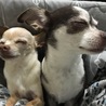 小春とまりも