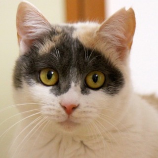 希少なミルクティ三毛 ・ キュートな もも