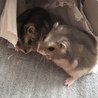 めいちよ