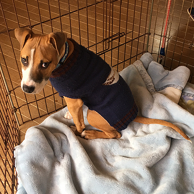 愛嬌たっぷり ロッキー君 茨城県 犬の里親募集 ペットのおうち 月間利用者150万人