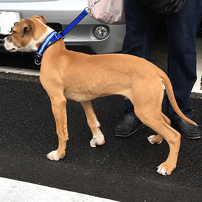 愛嬌たっぷり ロッキー君 茨城県 犬の里親募集 ペットのおうち 月間利用者150万人