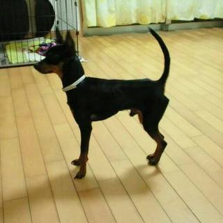 甘えん坊でとっても元気なミニピンの男の子♡