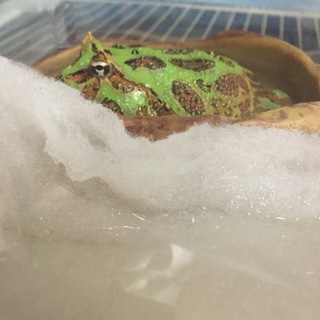 クランウェルツノガエル(再募集)