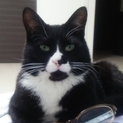 「メガネ、メガネ」サムネイル1