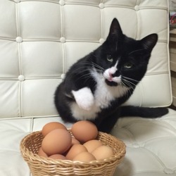 「メガネ、メガネ」サムネイル2