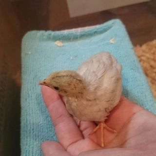 ひめうずら 雛 里親募集 