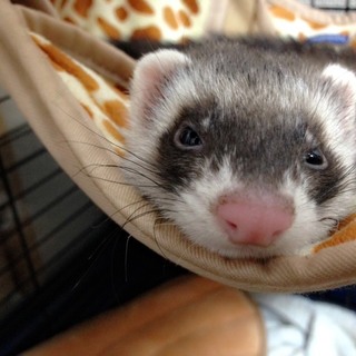 里親募集中です!!