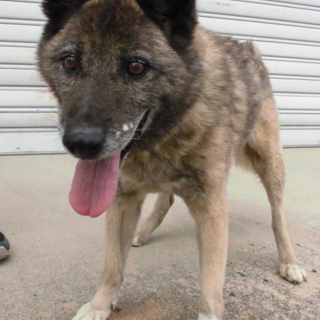 人が大好きお目めウルウルのクロ爺（看取り覚悟）