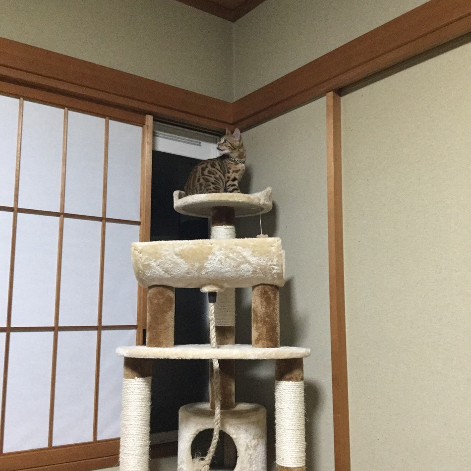 翔のカバー写真