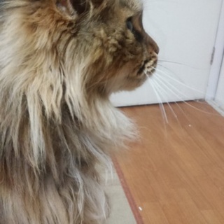 新しい家族として