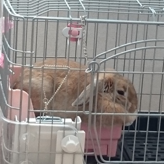 里親になってくださる方を募集しています