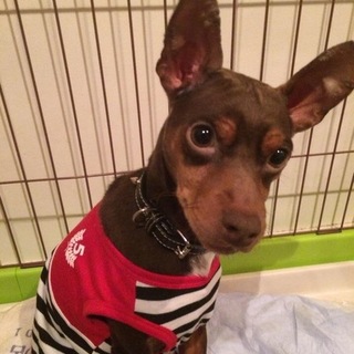 甘えん坊のチップくんを愛してください