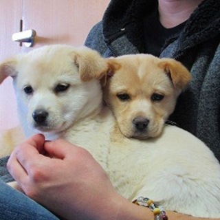 子犬二匹  雑種  3ヶ月