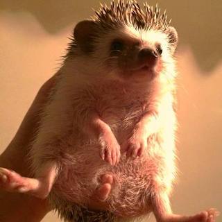 ハリネズミの里親募集です！♀