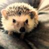 ハリネズミの里親募集です！♀ サムネイル2