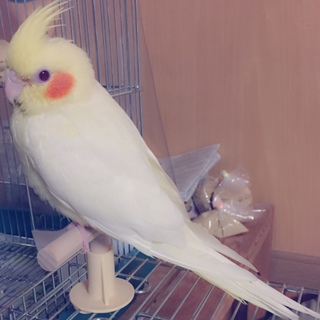 オカメインコきなこ