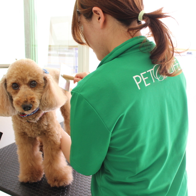 ＰＥＴ＆ＬＩＦＥ【ペットアンドライフ】のカバー写真